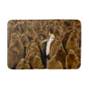 Search for penguin bath mats Animal wildlife