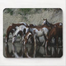 Search for paint horses mouse mats Bob langrish