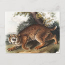 Search for rufus postcards Wildlife