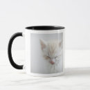Search for small kitten mugs Cute cats