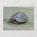 Search for digital turtles postcards Animals
