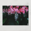 Search for photography photograph postcards Plants