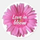 Search for gerber daisy stickers Pink