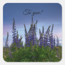 Search for lupine flower stickers Blossom