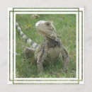 Search for iguanas invitations Lizards