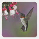 Search for ruby throated hummingbird stickers Male