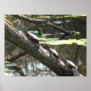 Search for pond turtle posters Green