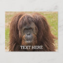 Search for chimpanzee postcards Monkey