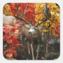 Search for whitetail stickers Wildlife