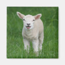 Search for lamb magnets Sheep