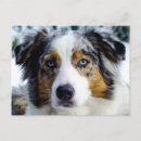 Search for merle postcards Blue