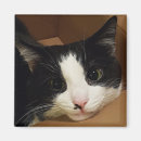 Search for tuxedo magnets Feline