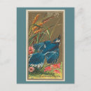 Search for birds of america postcards Blue