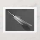 Search for black feathers postcards Digital