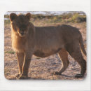 Search for lion photo mouse mats Big cat
