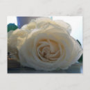 Search for rose blank postcards Floral