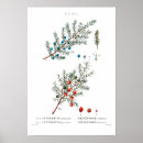 Search for junipers posters Botanical