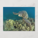Search for animals of hawaii postcards Ocean
