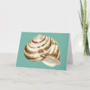 Search for conch shell cards Nature