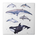 Search for whales coasters Mammals