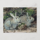 Search for john wilde postcards Animals