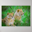 Search for picture of lion posters Lions