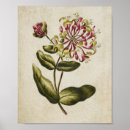 Search for honeysuckle art Botanical