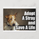 Search for stray postcards Rescue