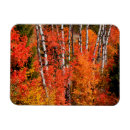 Search for red maple magnets Autumn