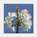Search for spring bloom magnets Blooms