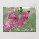 Search for apple tree horizontal postcards Blossoms
