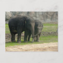 Search for elephants photography Zoo
