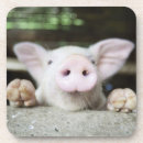 Search for looking at camera coasters Agriculture