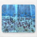 Search for undersea mouse mats Reef