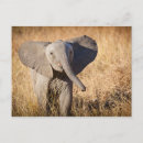 Search for elephant calf postcards Wildlife