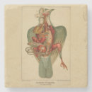 Search for vintage anatomy coasters Illustration
