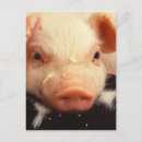 Search for dirty vertical postcards Cute