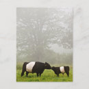 Search for belt postcards Usa