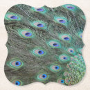 Search for peacock coasters Plumage