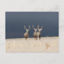 Search for mule deer postcards Nature