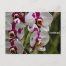 Search for usps Flowers