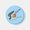 Search for raptor magnets Nature
