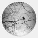 Search for white raven stickers Bird