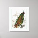 Search for peafowl art Bird
