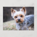 Search for yorky postcards Pet