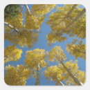 Search for aspen leaves stickers Trees