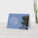 Search for bald eagles cards Danita delimont