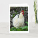 Search for cockerel cards Farm