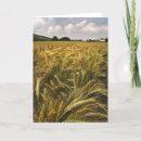 Search for grains cards Wheat