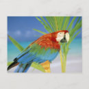 Search for animals of hawaii postcards Beach